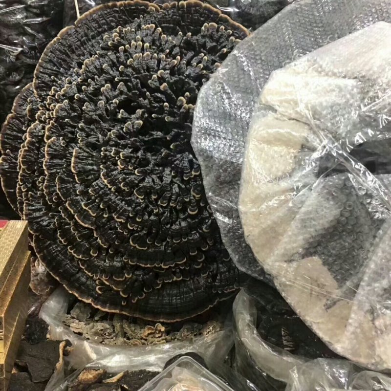 千层灵芝，一个包邮