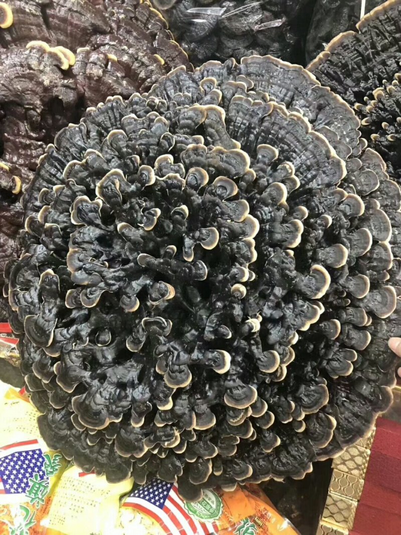 千层灵芝，一个包邮