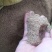 龙胆草种子保芽率提供种植技术回收产品欢迎来电咨询
