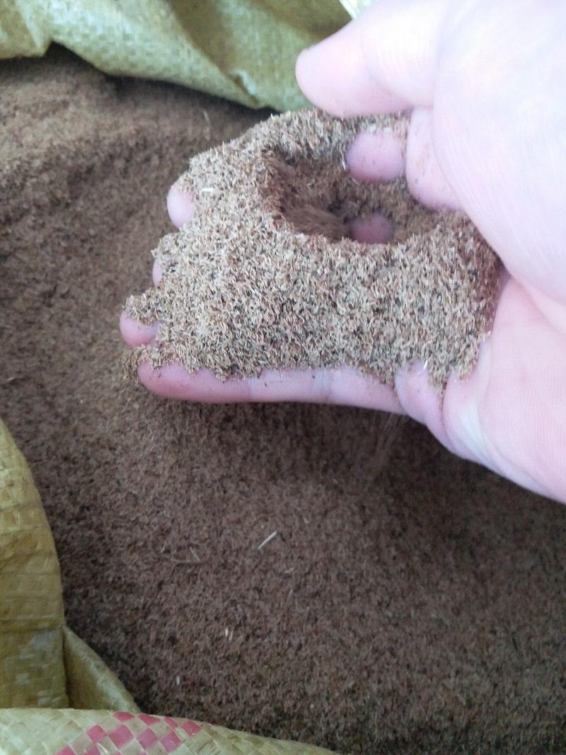 龙胆草种子产地直销保芽率提供种植技术