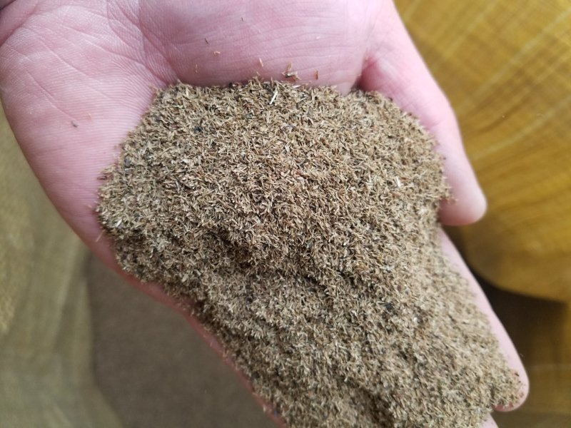 龙胆草种子保芽率提供种植技术回收产品欢迎来电咨询