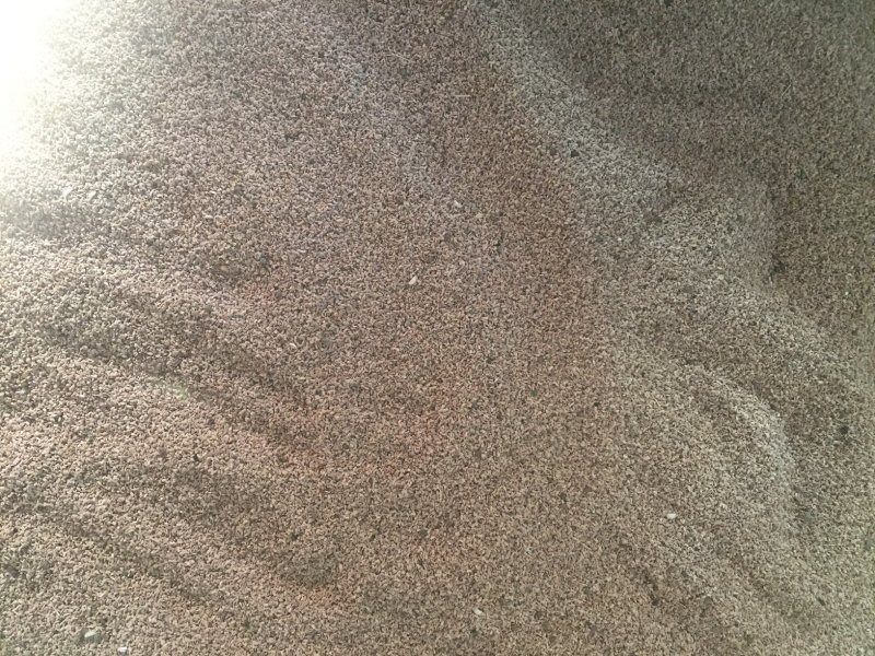 龙胆草种子保芽率提供种植技术回收产品欢迎来电咨询
