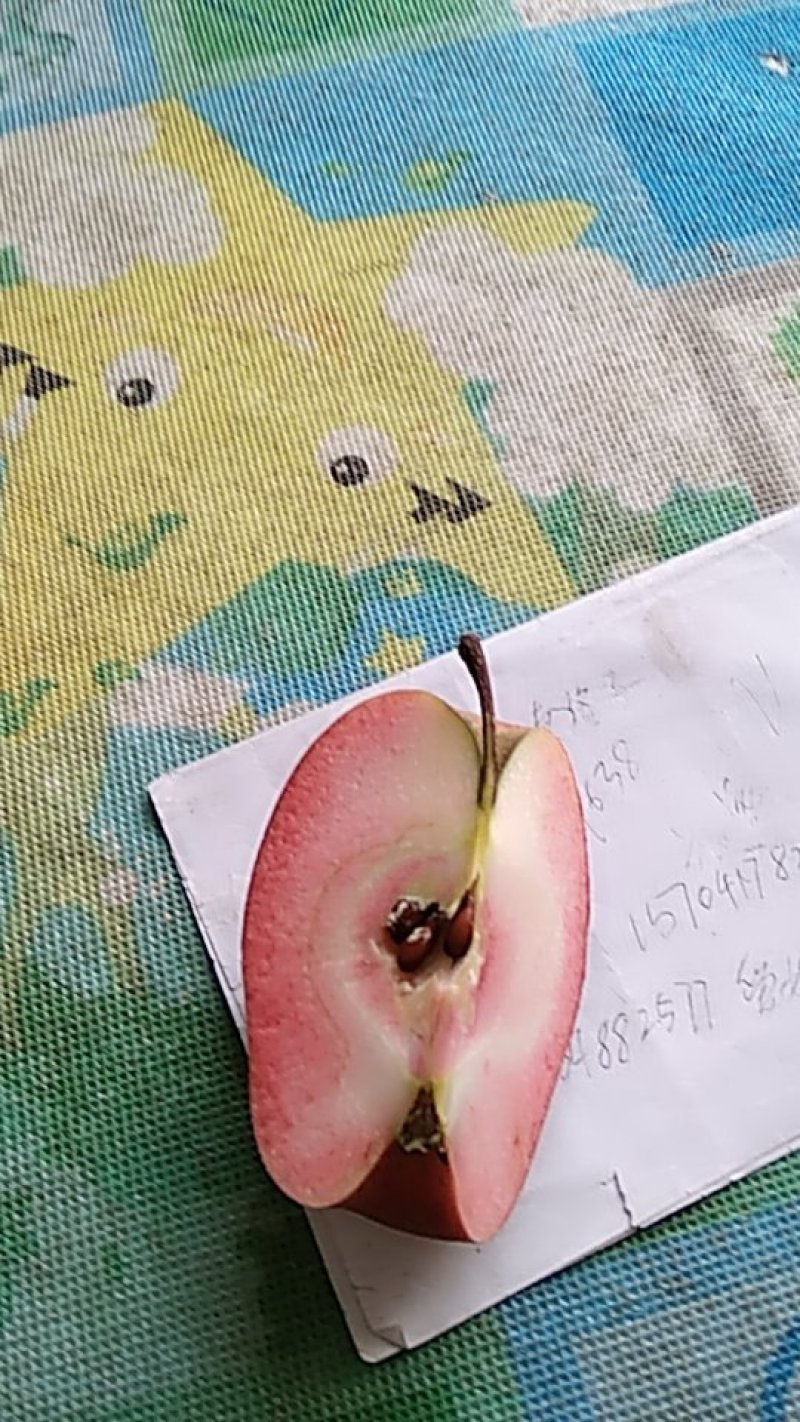 红肉苹果75mm以上光果