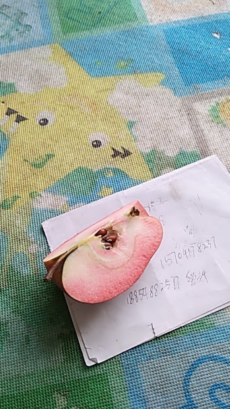 红肉苹果75mm以上光果