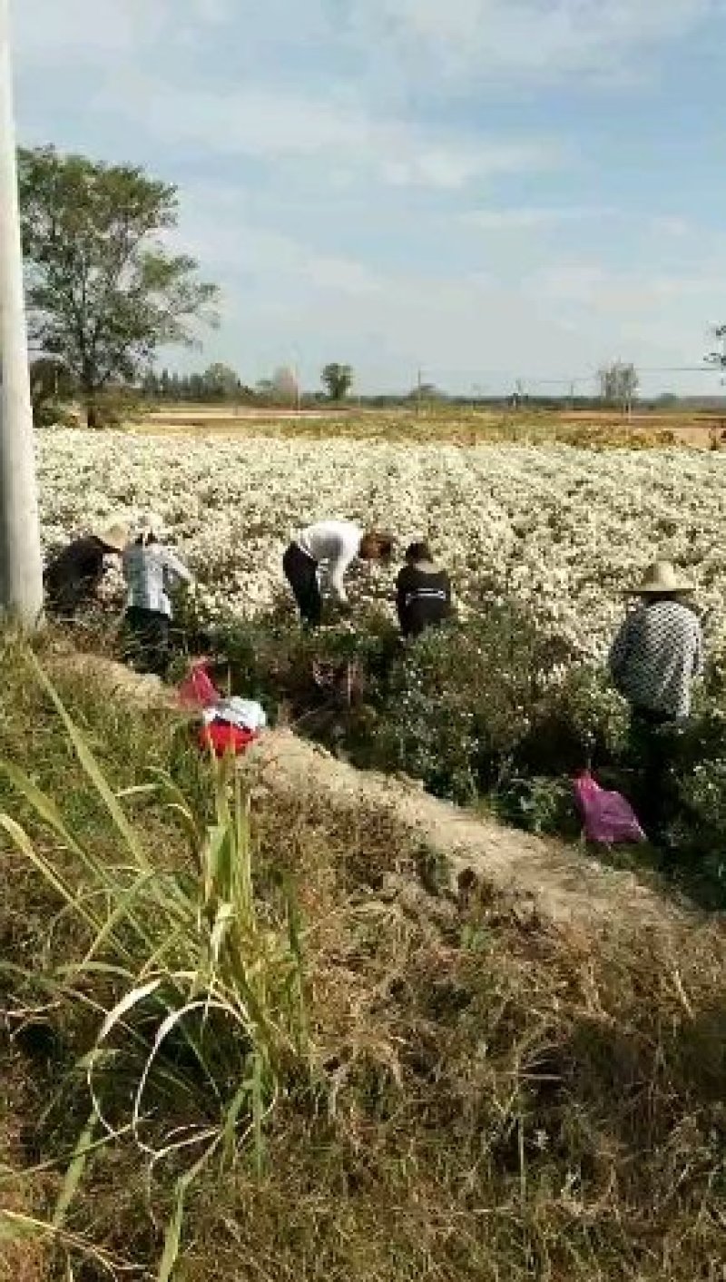 黄山贡菊