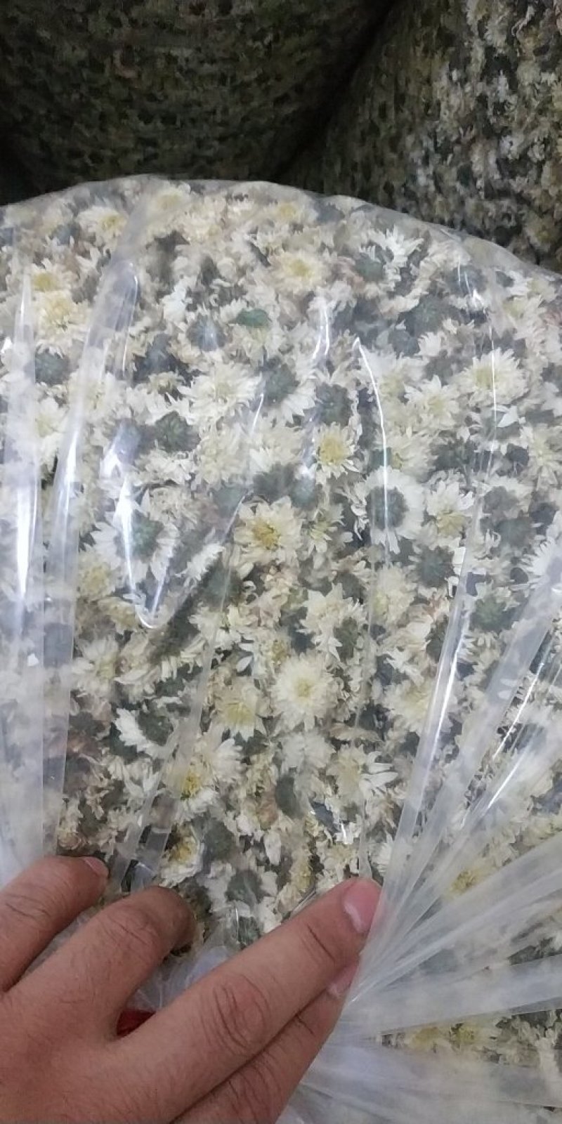 黄山贡菊