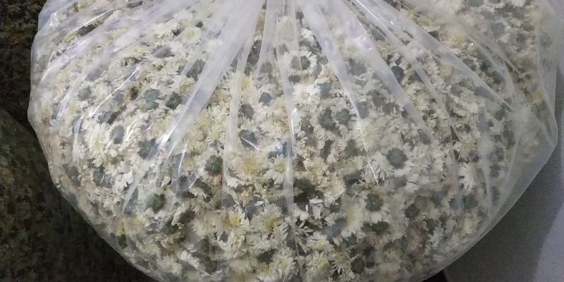 黄山贡菊