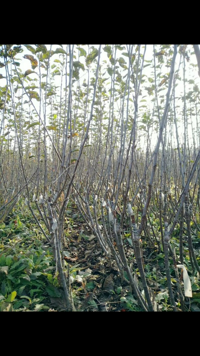 矮化苹果树苗0.8至1公分的