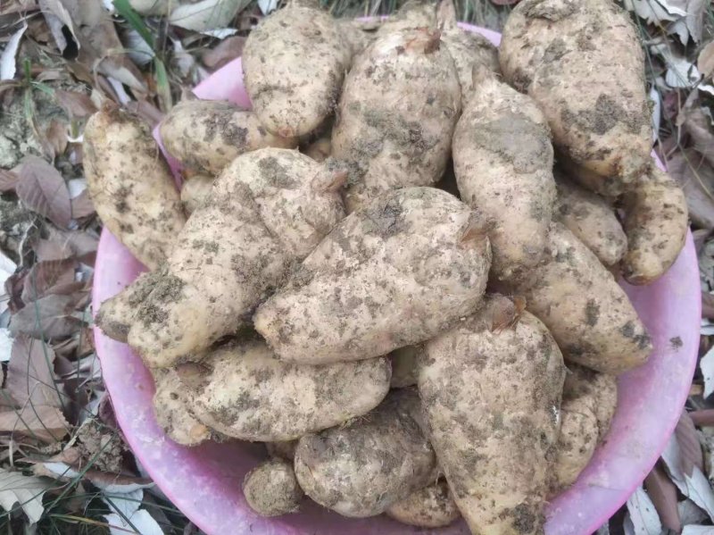 贵州贵定红天麻选育剑麻种