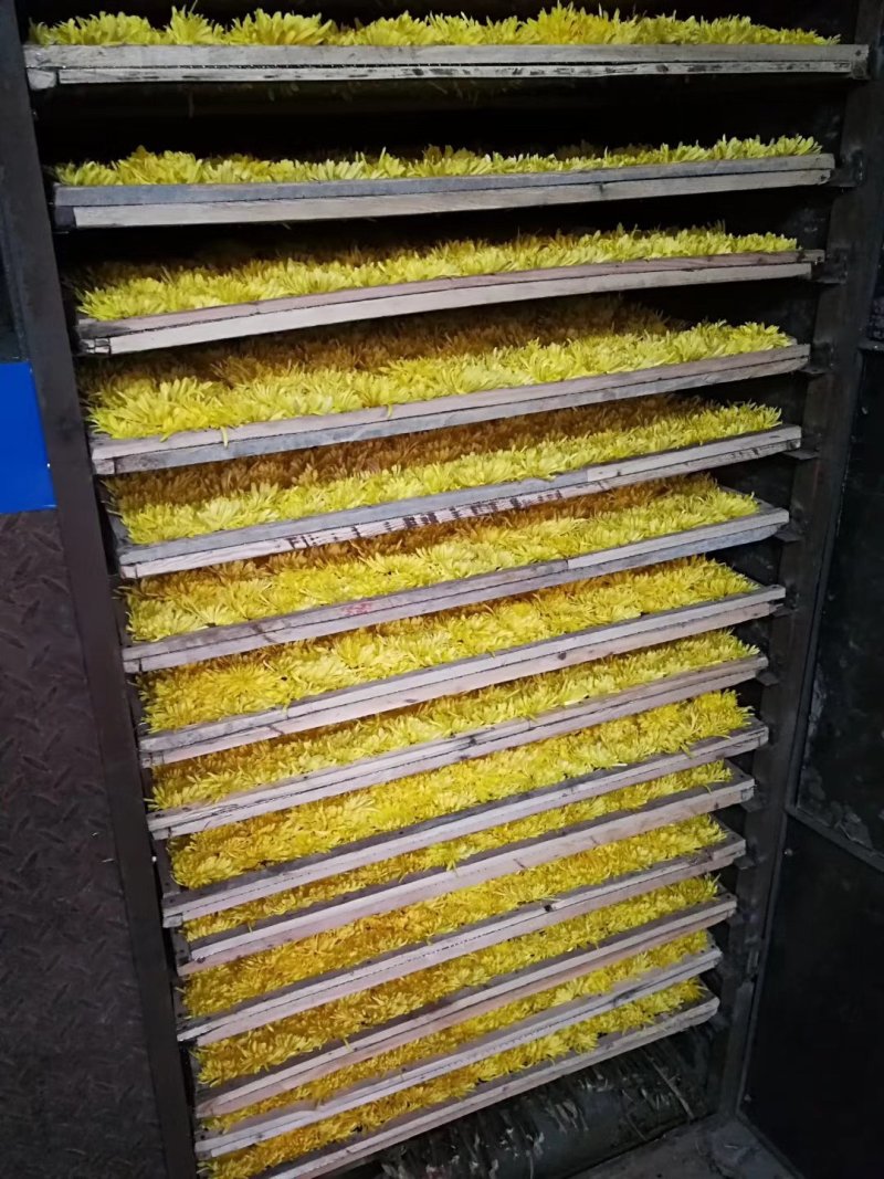 金丝皇菊茶
