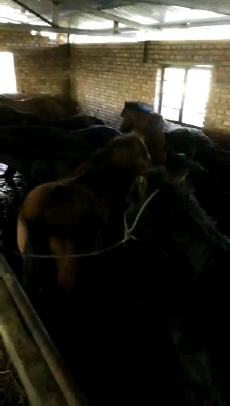 肉马