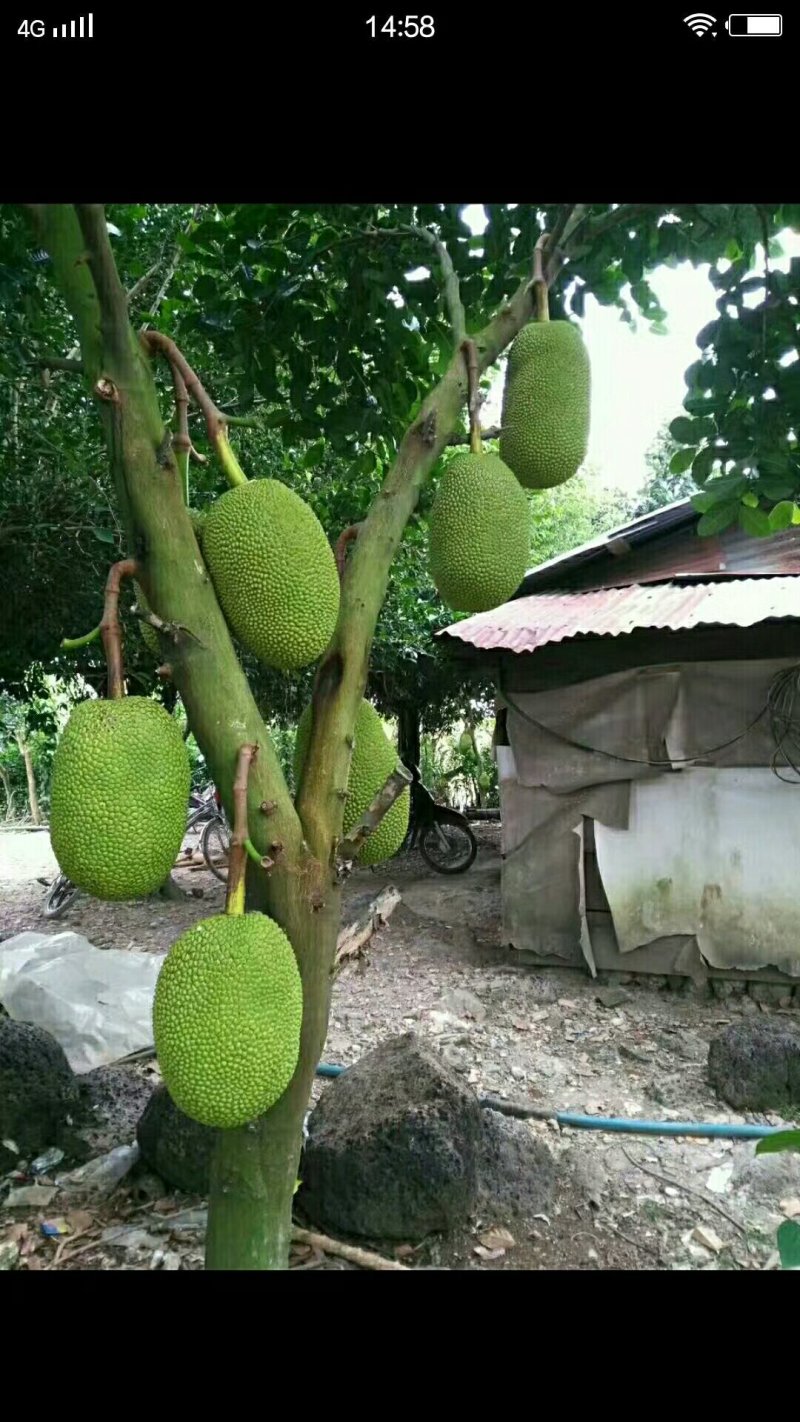 泰国菠萝蜜。