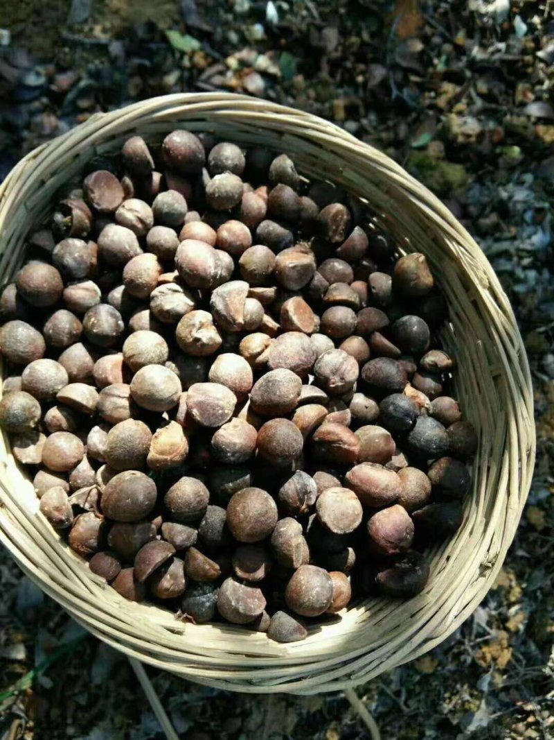 野生山茶籽