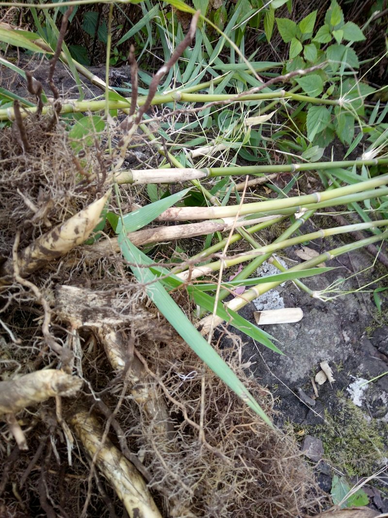 小箭竹