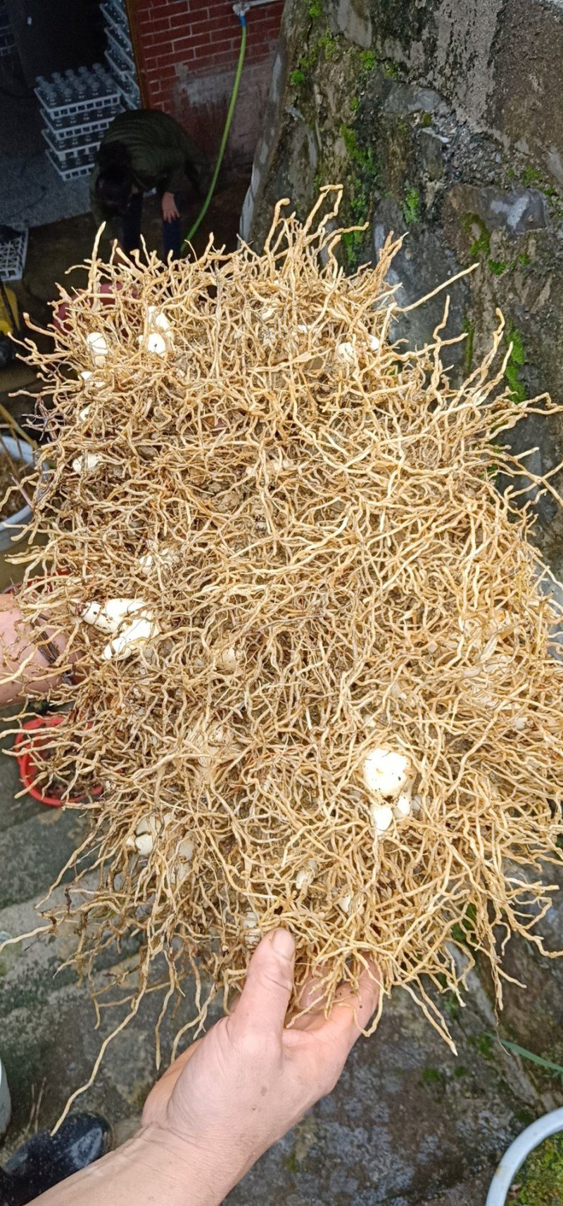 紫花三叉大白芨