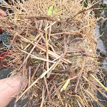 紫花三叉大白芨
