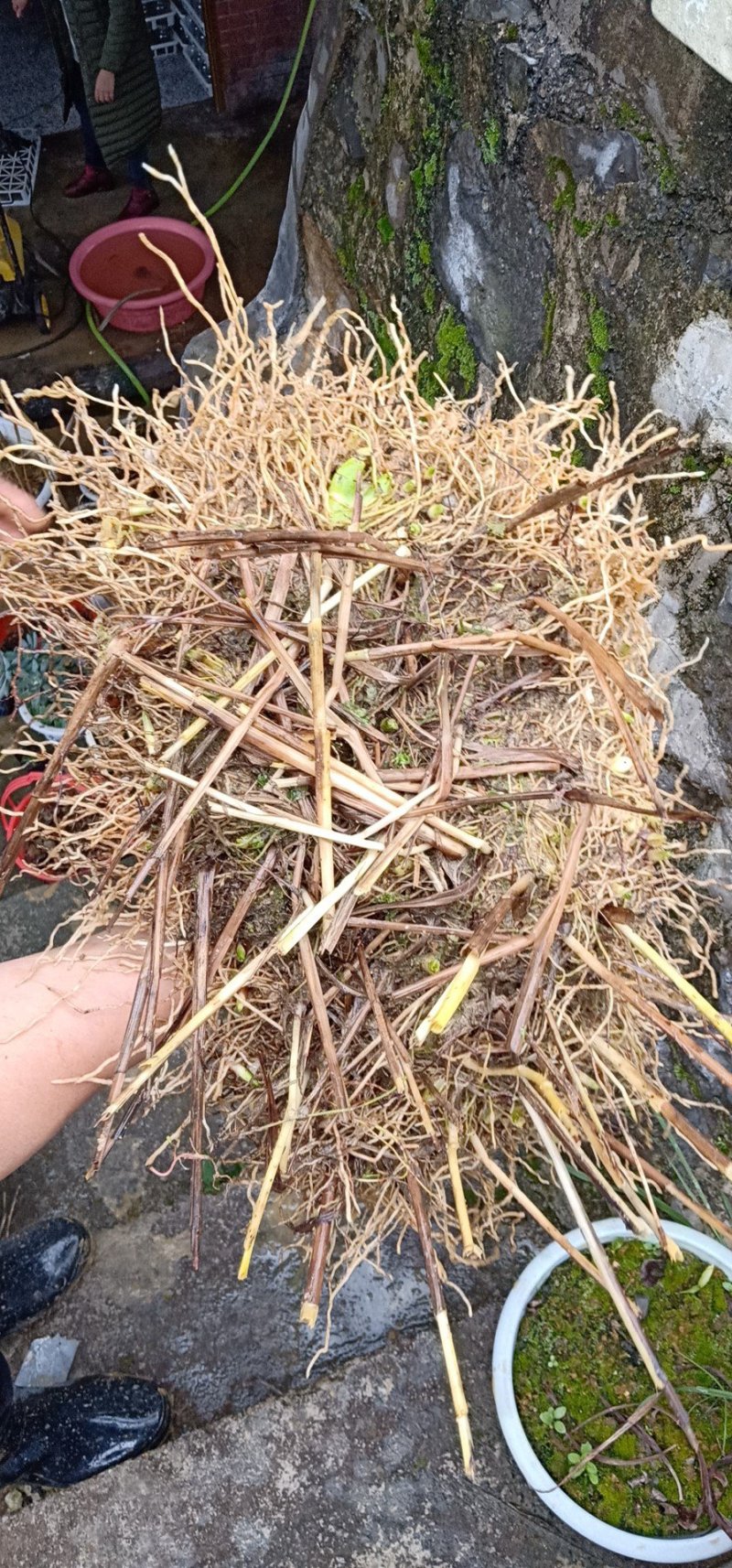 紫花三叉大白芨