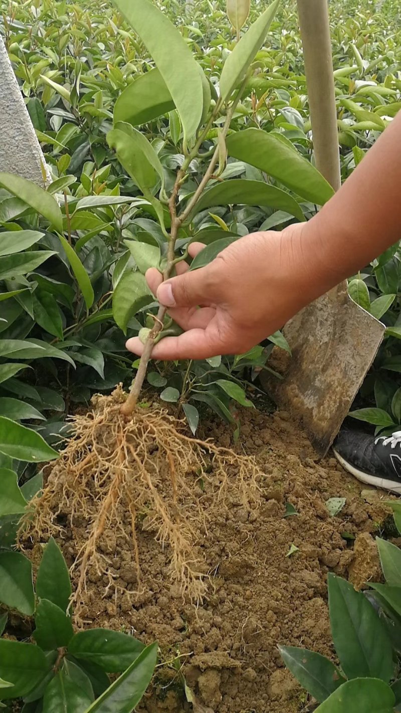 布福娜美容长寿果苗