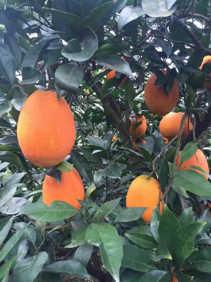 纽荷尔