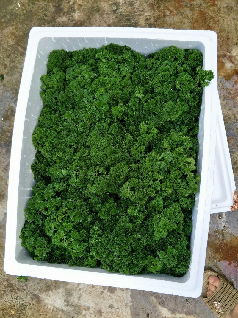 法香（方西）