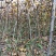 山楂树苗，0.8至1公分的