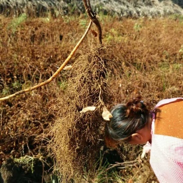 五味子苗1年苗2年苗芽孢饱满