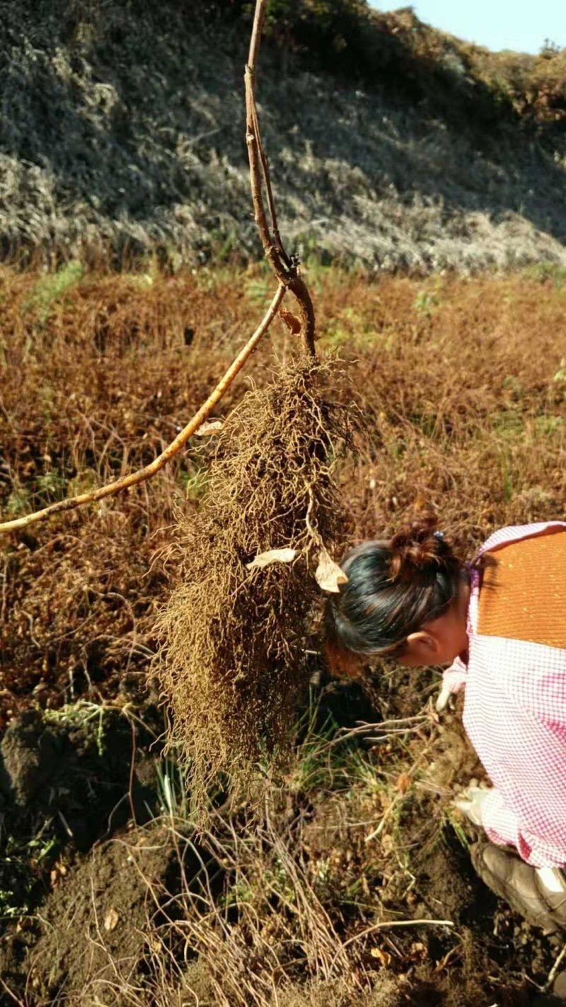 五味子苗1年苗2年苗芽孢饱满