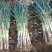 长白大葱毛葱3cm左右40cm以上