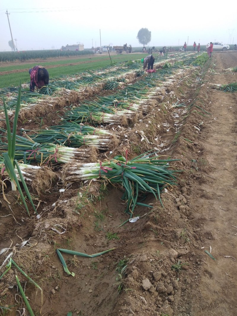 长白大葱毛葱3cm左右40cm以上