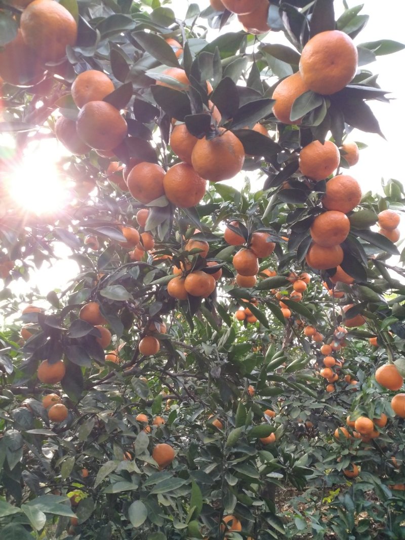 大量现货特早蜜桔武汉市江夏区