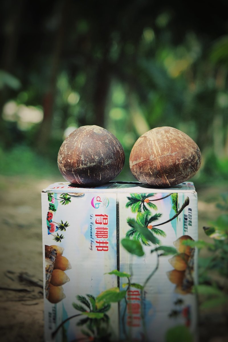 文昌地标特产原生态高品种甜水奶香椰子