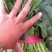 菠菜