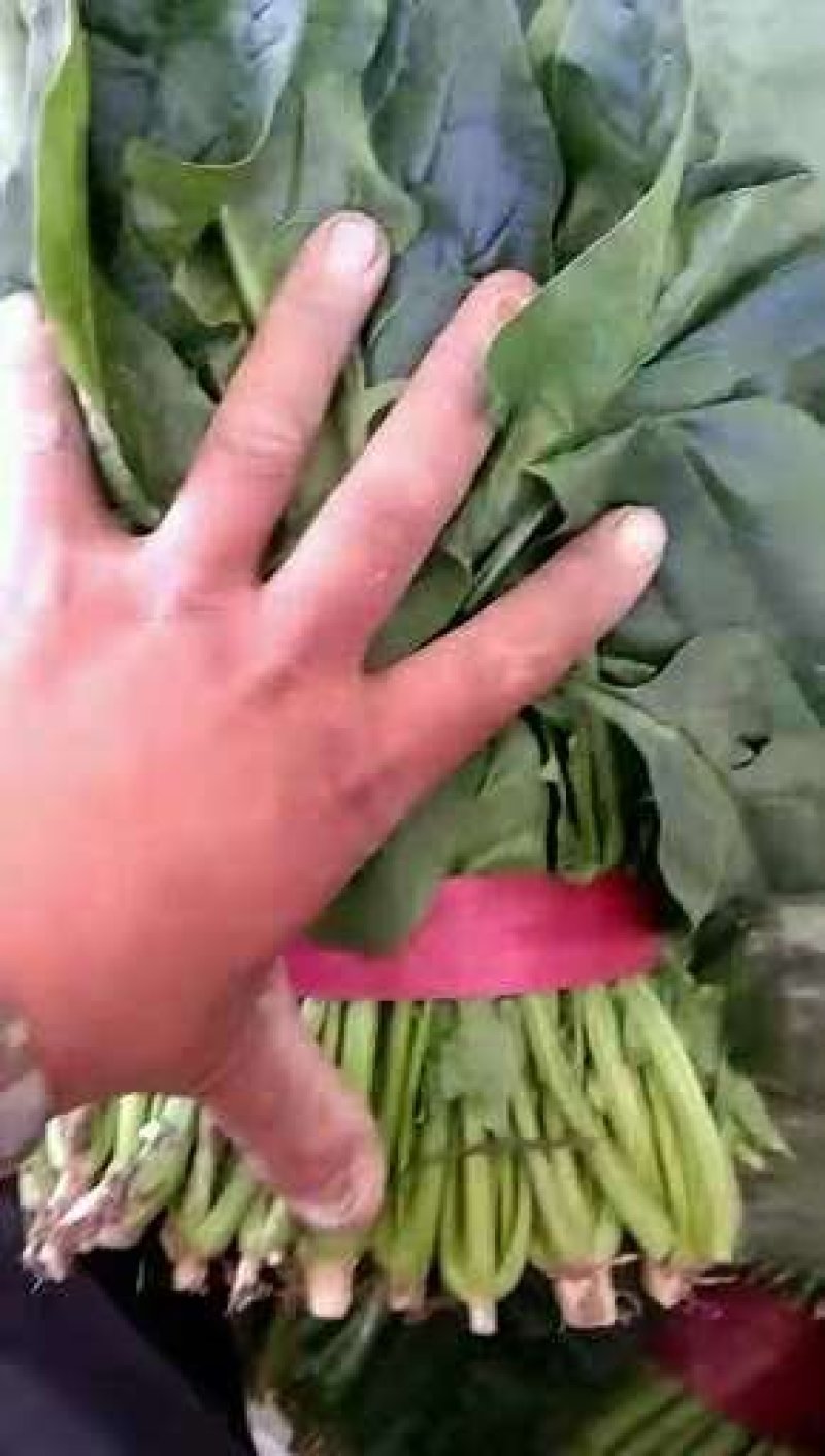 菠菜