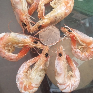虾干烤虾