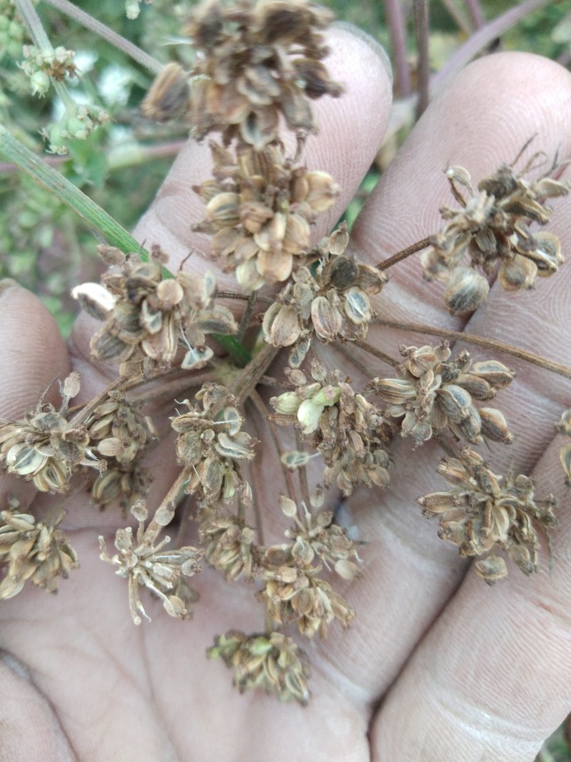 阿胶糕