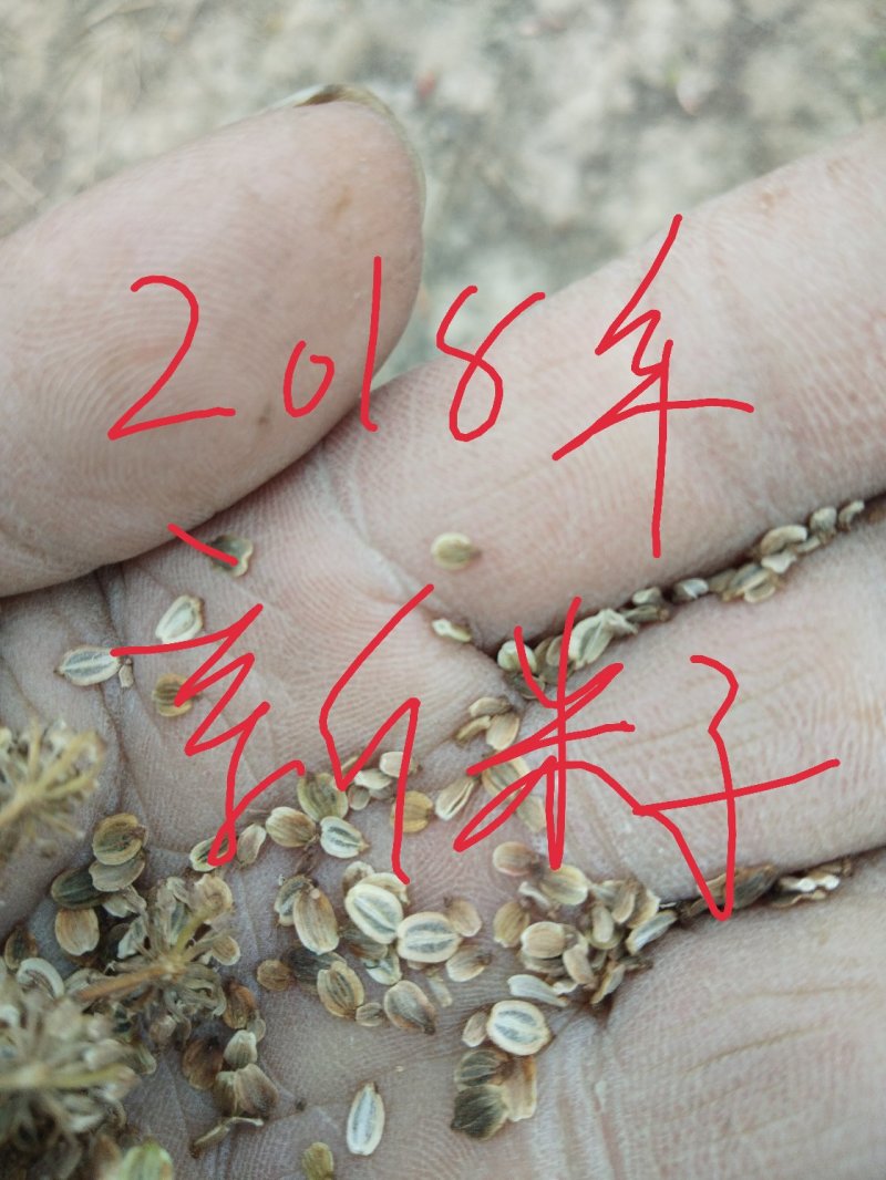 阿胶糕