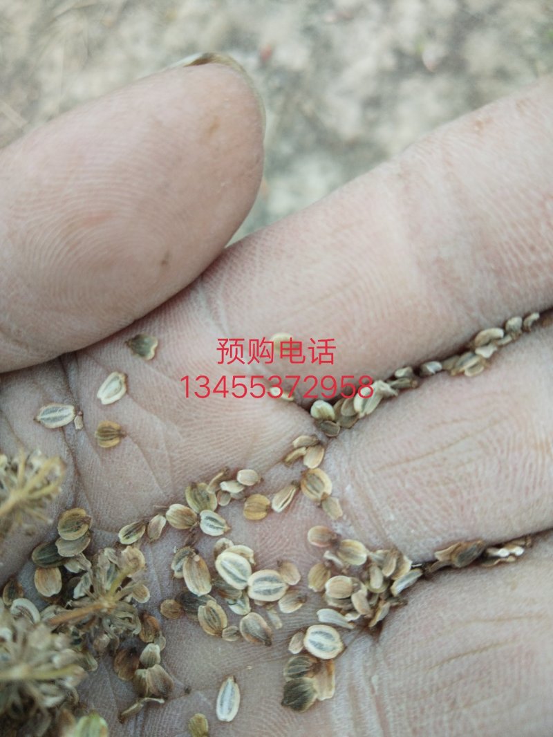 阿胶糕