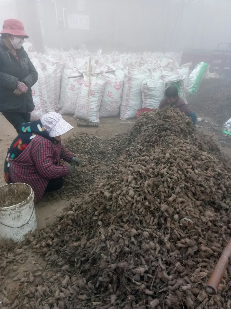 白术芽子大量
