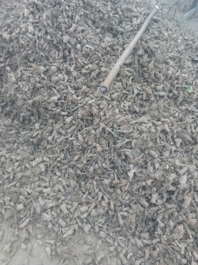 白术芽子大量