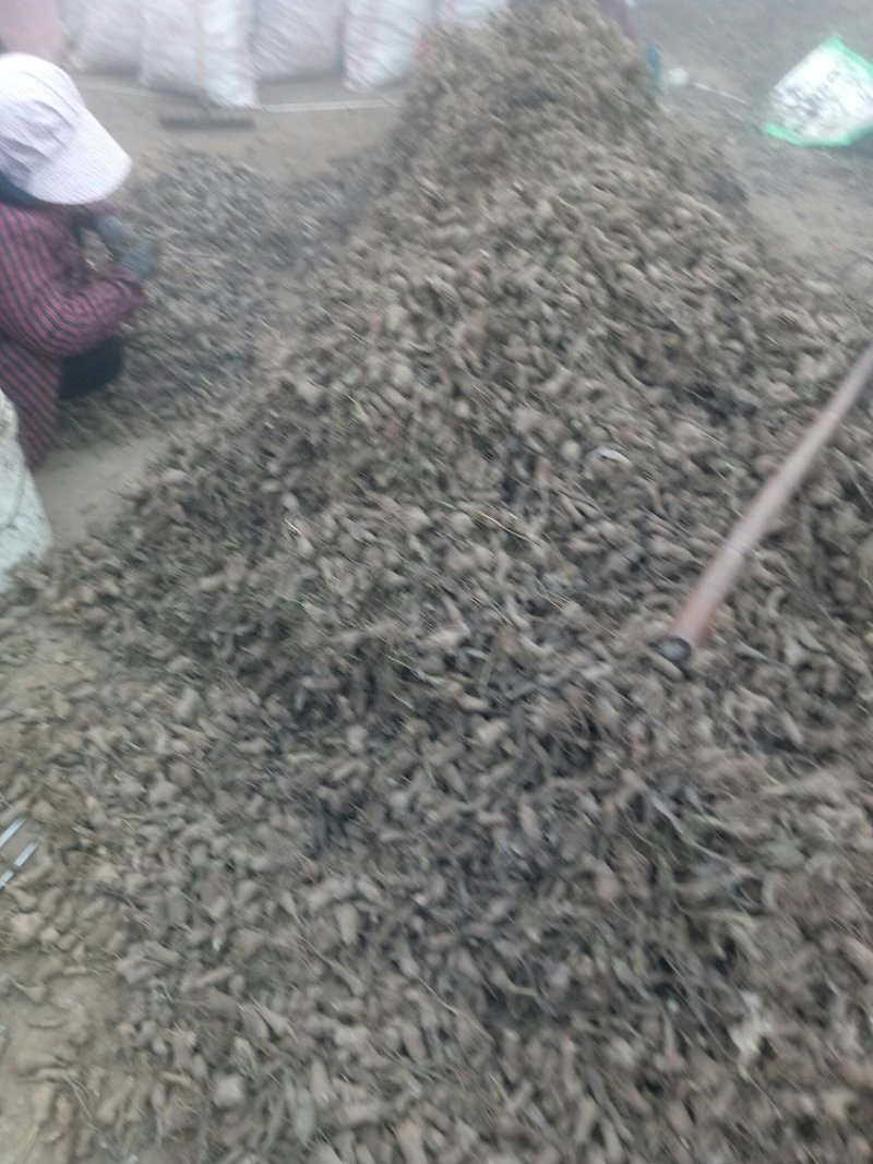 白术芽子大量