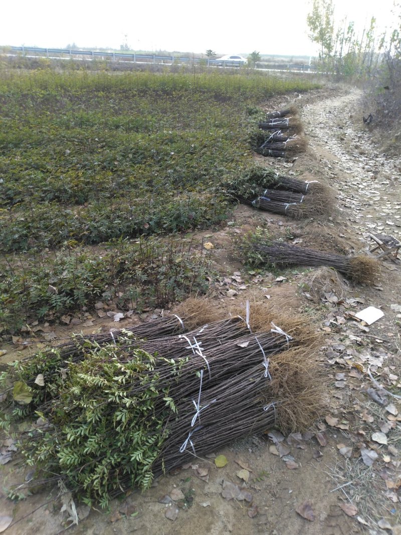 花椒苗