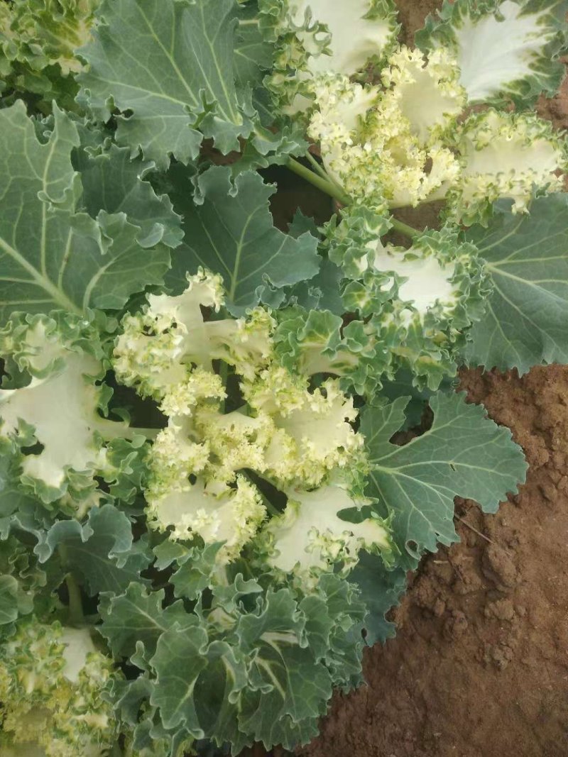 大量现货羽衣甘蓝红色白色质优价廉