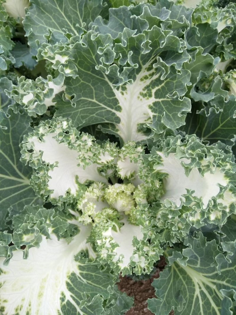 大量现货羽衣甘蓝红色白色质优价廉