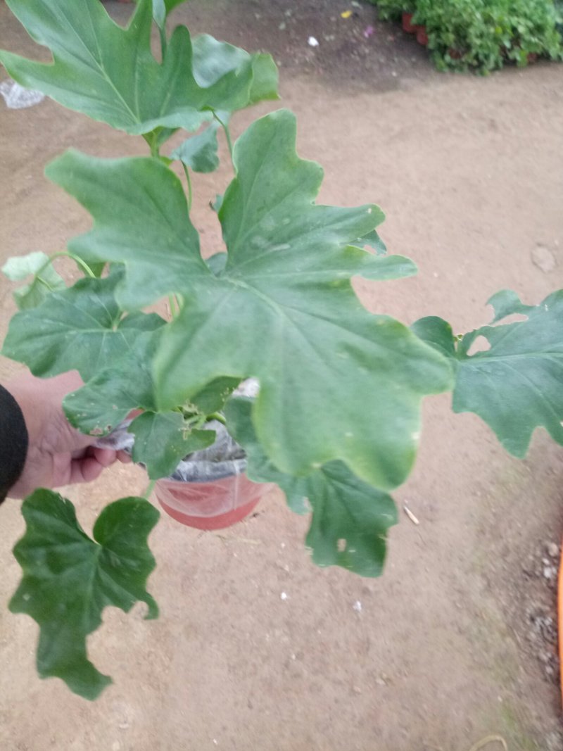 春雨苗盆栽花卉室内工程苗可视频看货好成活一次合作终身朋友