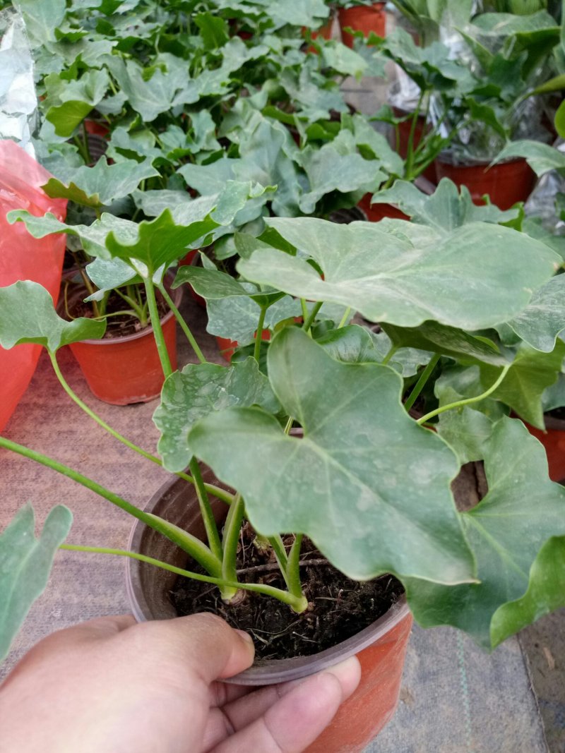 春雨苗盆栽花卉室内工程苗可视频看货好成活一次合作终身朋友
