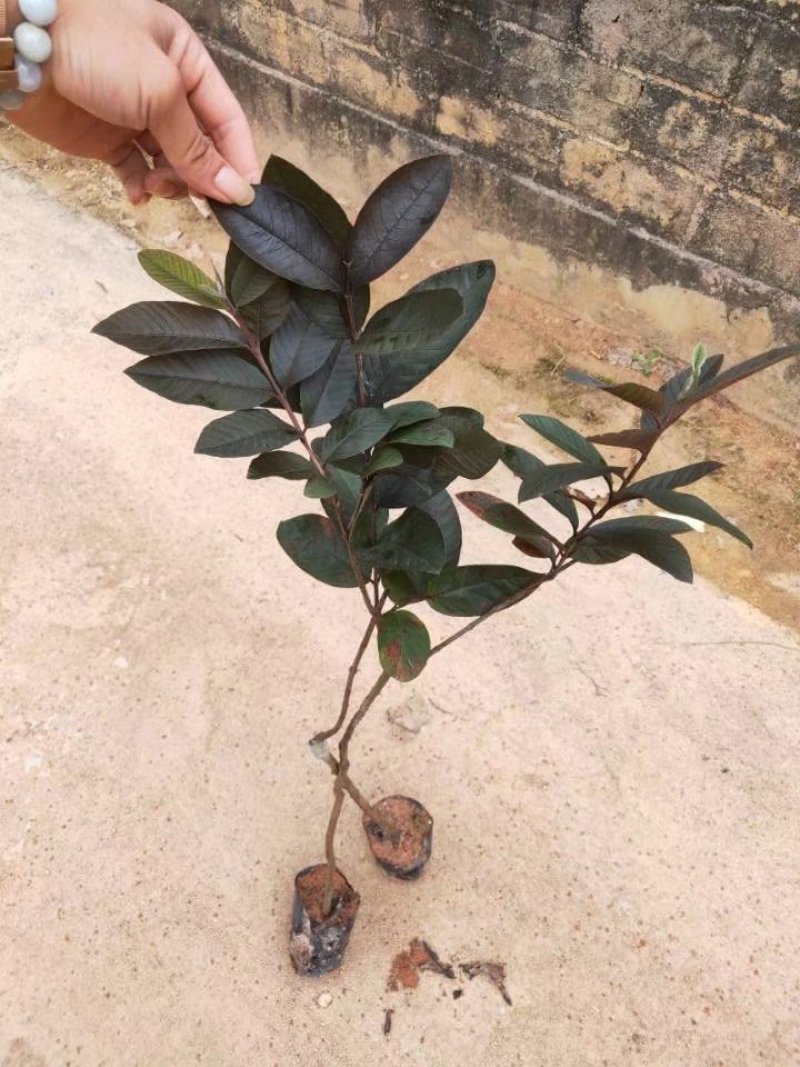 广西育苗基地，有紫色番石榴，红心番石榴胭脂番石榴