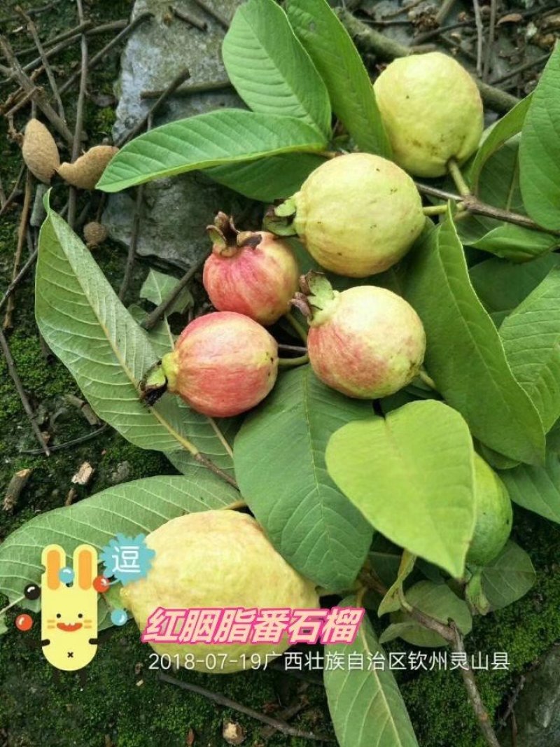 广西育苗基地，有紫色番石榴，红心番石榴胭脂番石榴