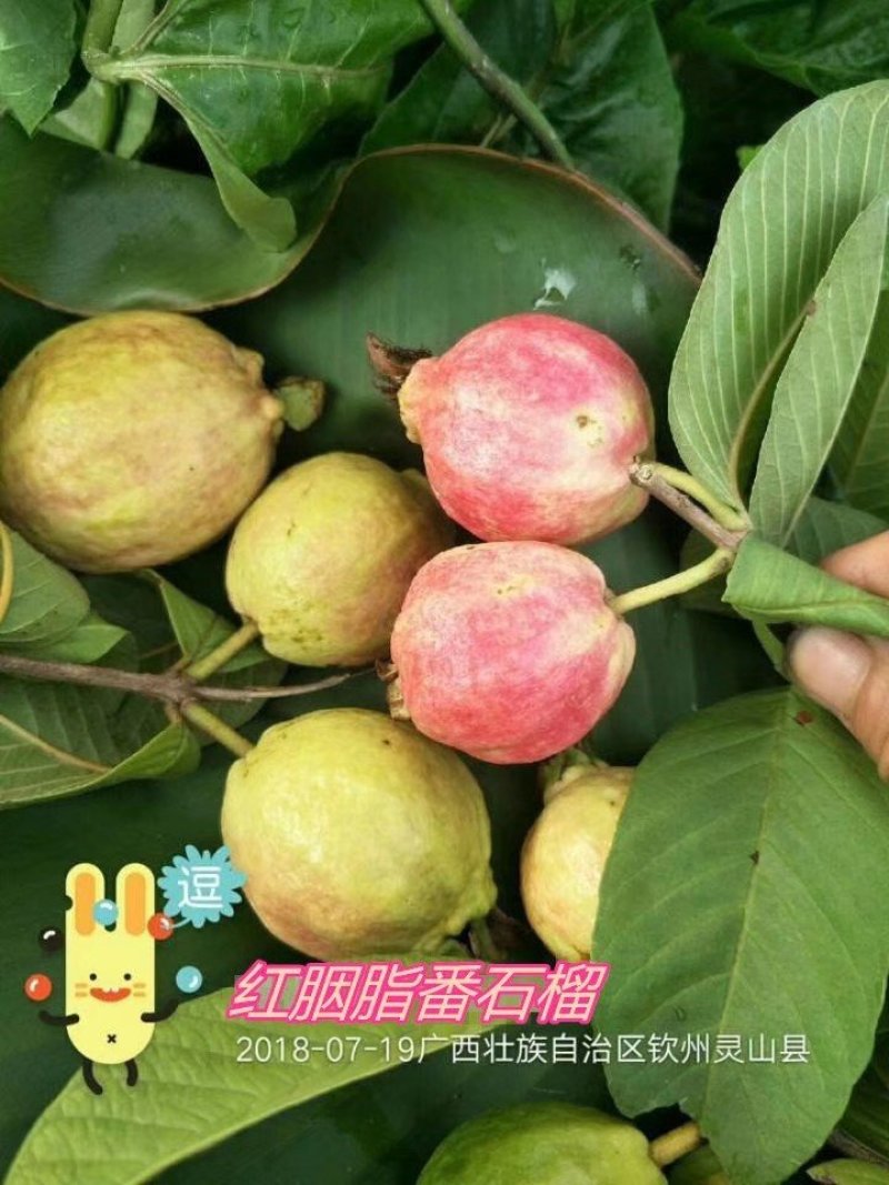 广西育苗基地，有紫色番石榴，红心番石榴胭脂番石榴