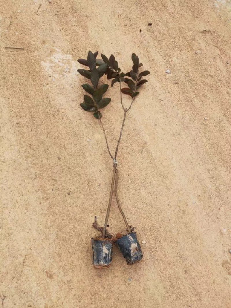 广西育苗基地，有紫色番石榴，红心番石榴胭脂番石榴