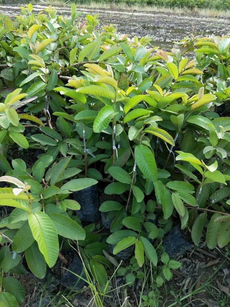 广西育苗基地，有紫色番石榴，红心番石榴胭脂番石榴